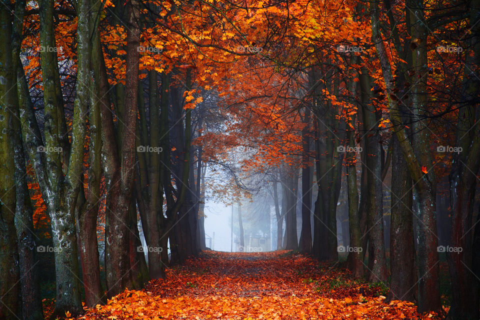 Fog in forest during autumn season
