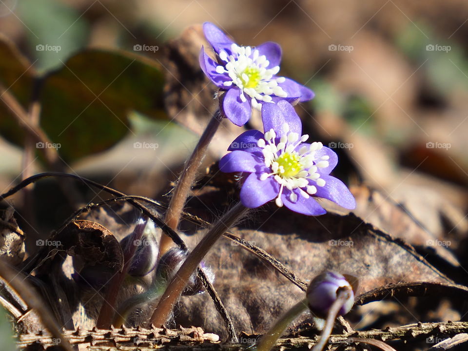 Hepatica