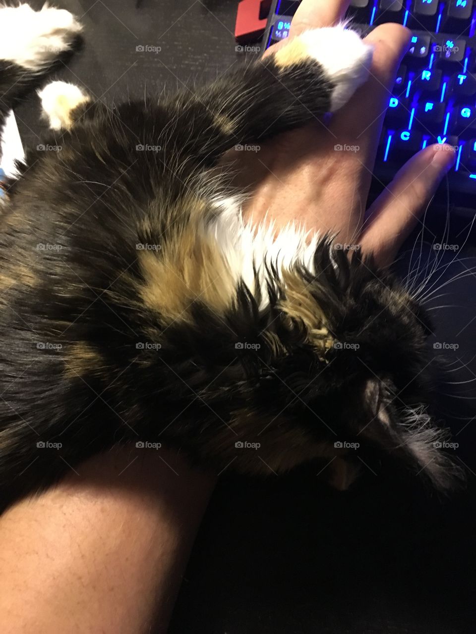 Gaming with cat its impossible