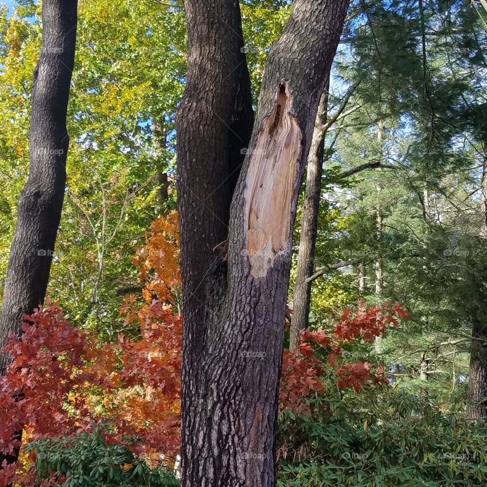 Tree with bark scar