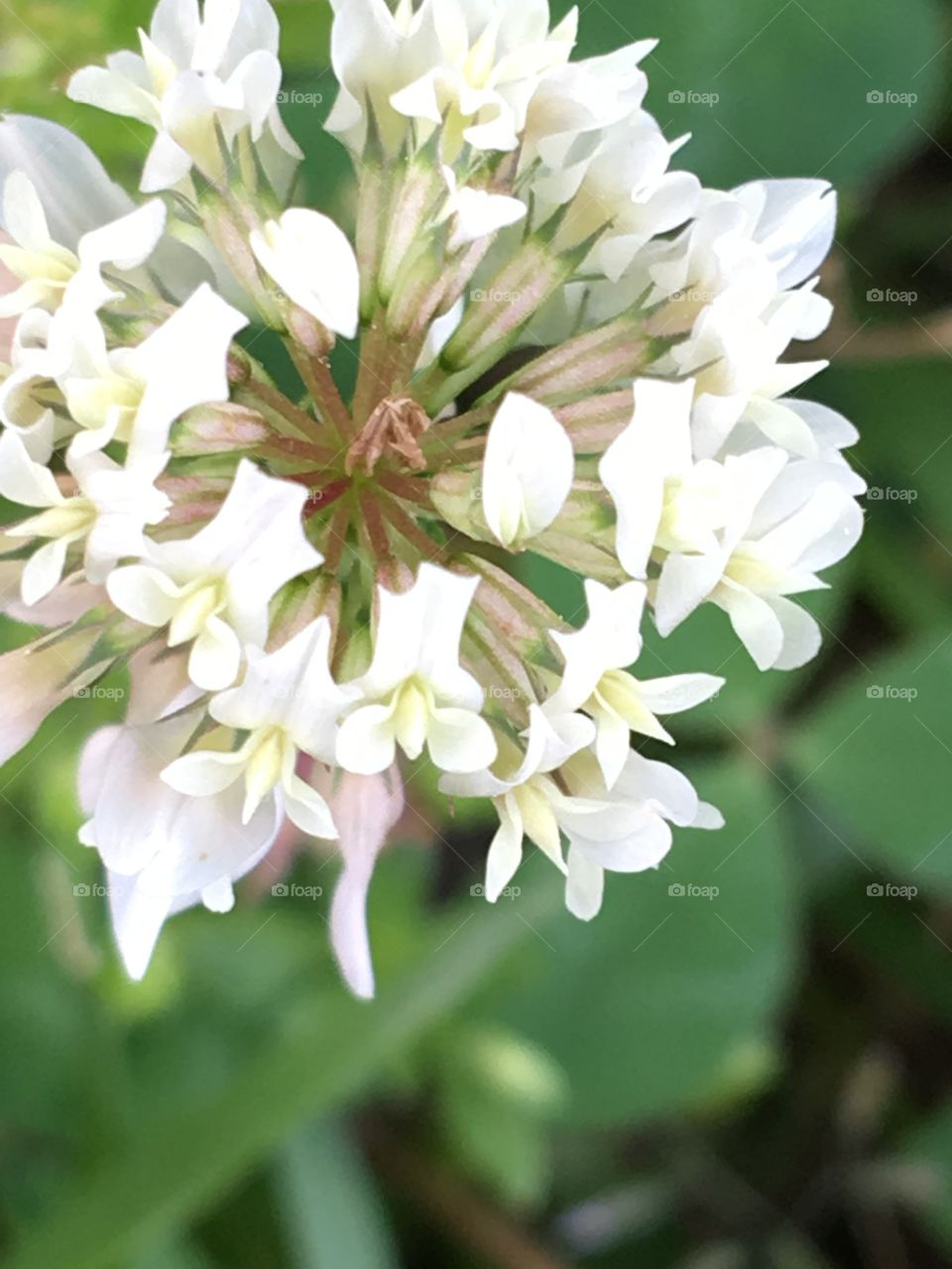 Clover flower closeup 