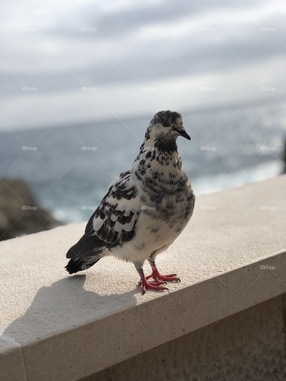 Pigeon sitting on the wall with the Adriatic Sea in the background in Dubrovnik Croatia