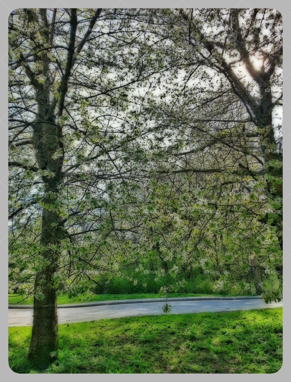 framed spring blossom trees