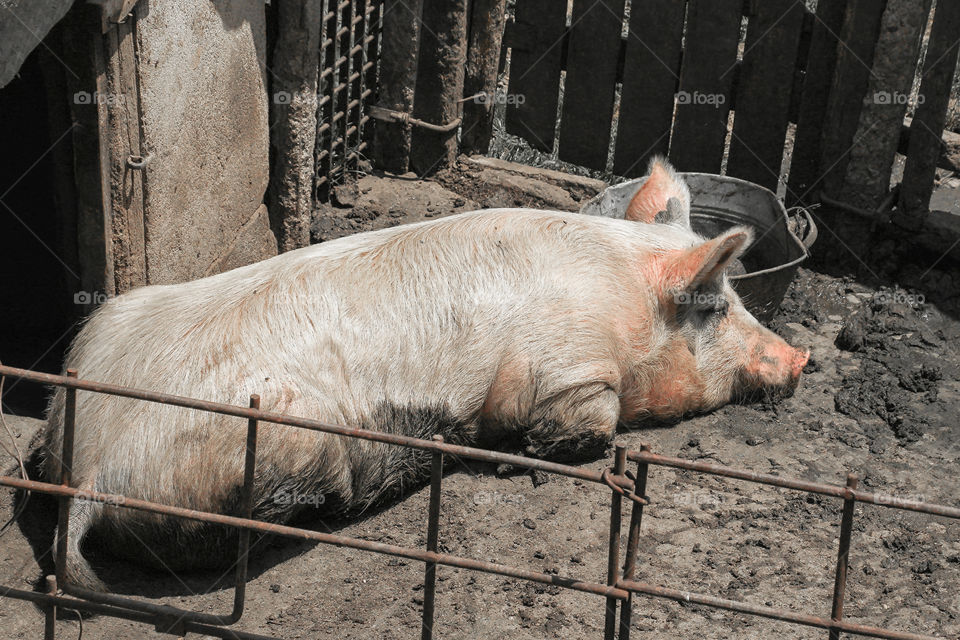 Domestic pig lying on muddy ground surrounded by fence