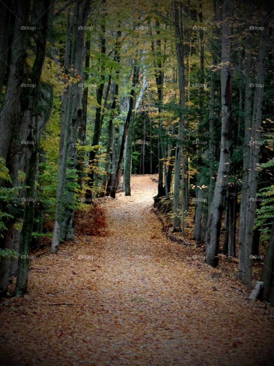 Northern Michigan 