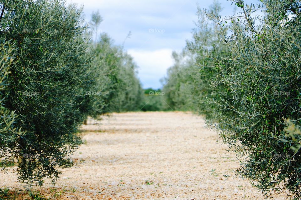 Olives trees 