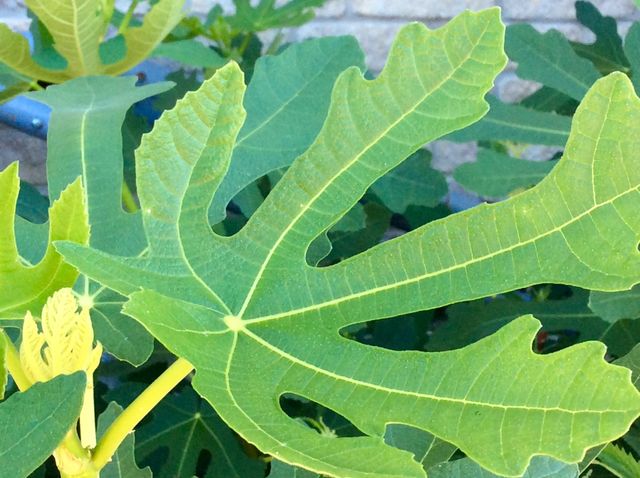 Leaf
