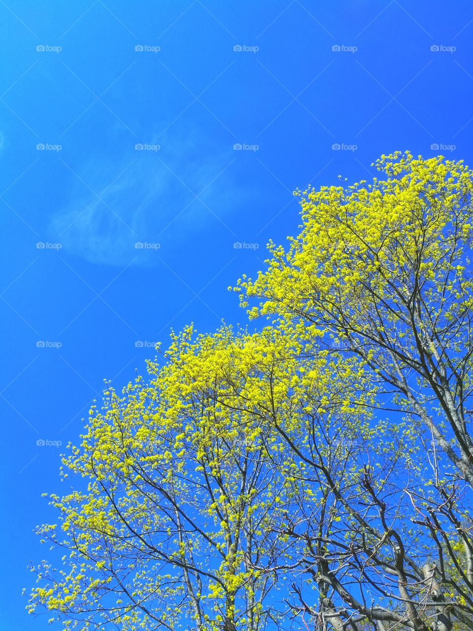 Sky outdoors no people blue tree nature sun spring