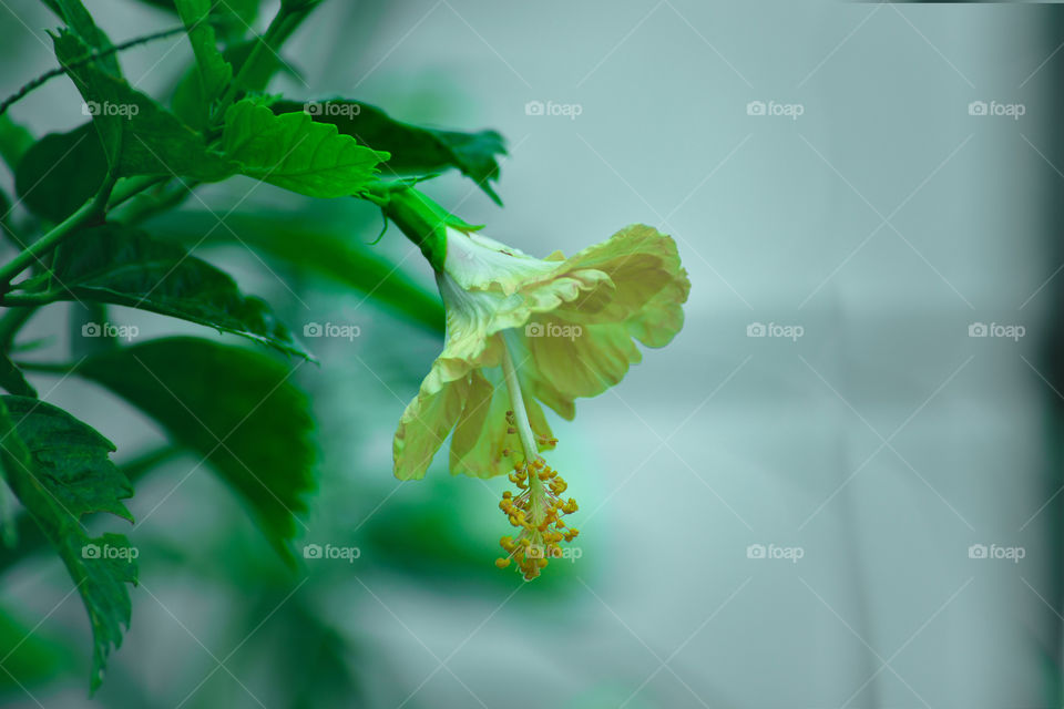 A beautiful Hibiscus flower