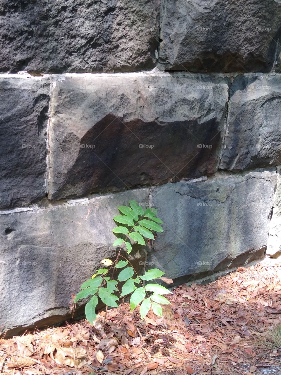 old railroad bridge stone wall with plant