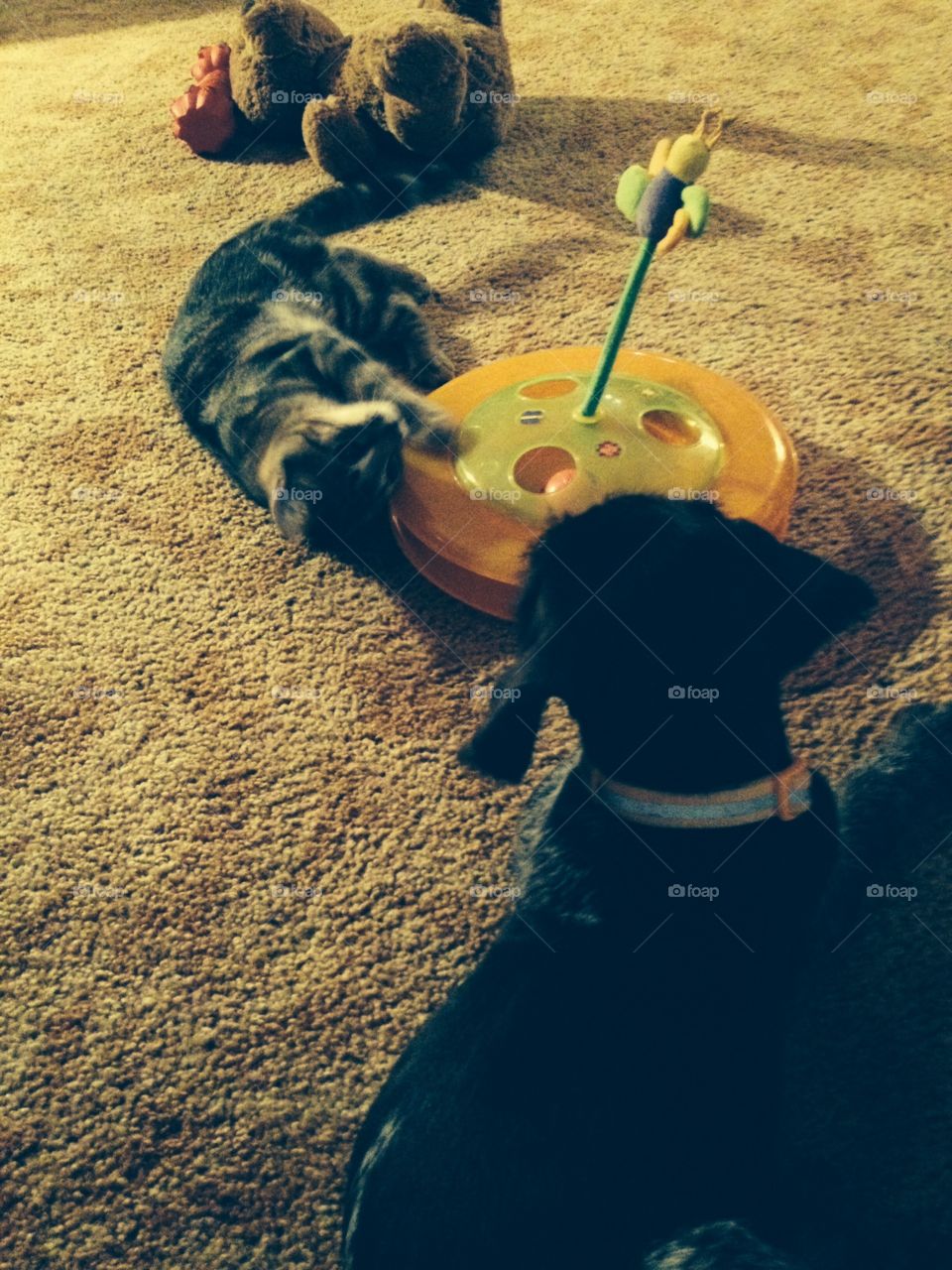 playing with kitties toy