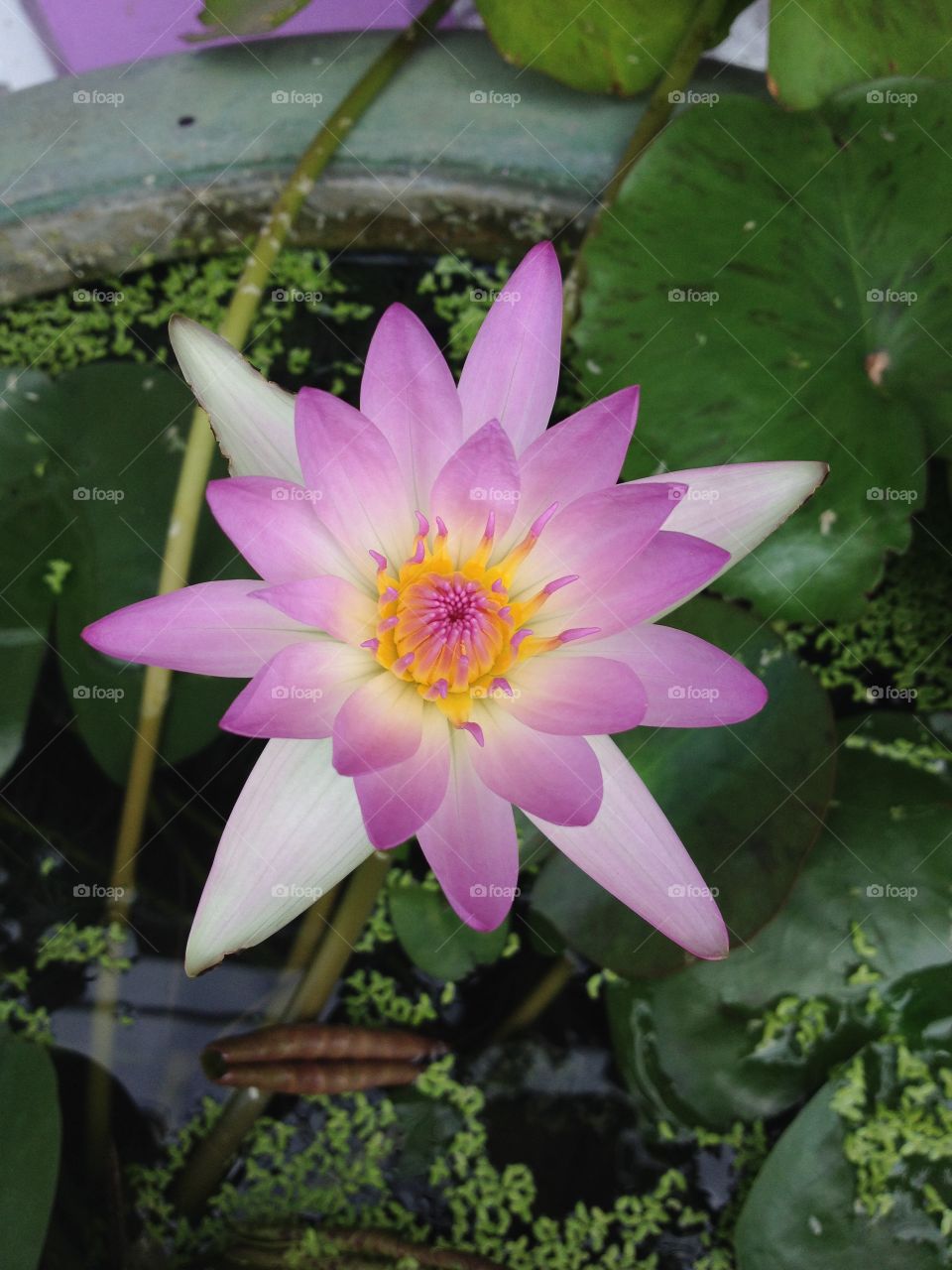 pink lotus 