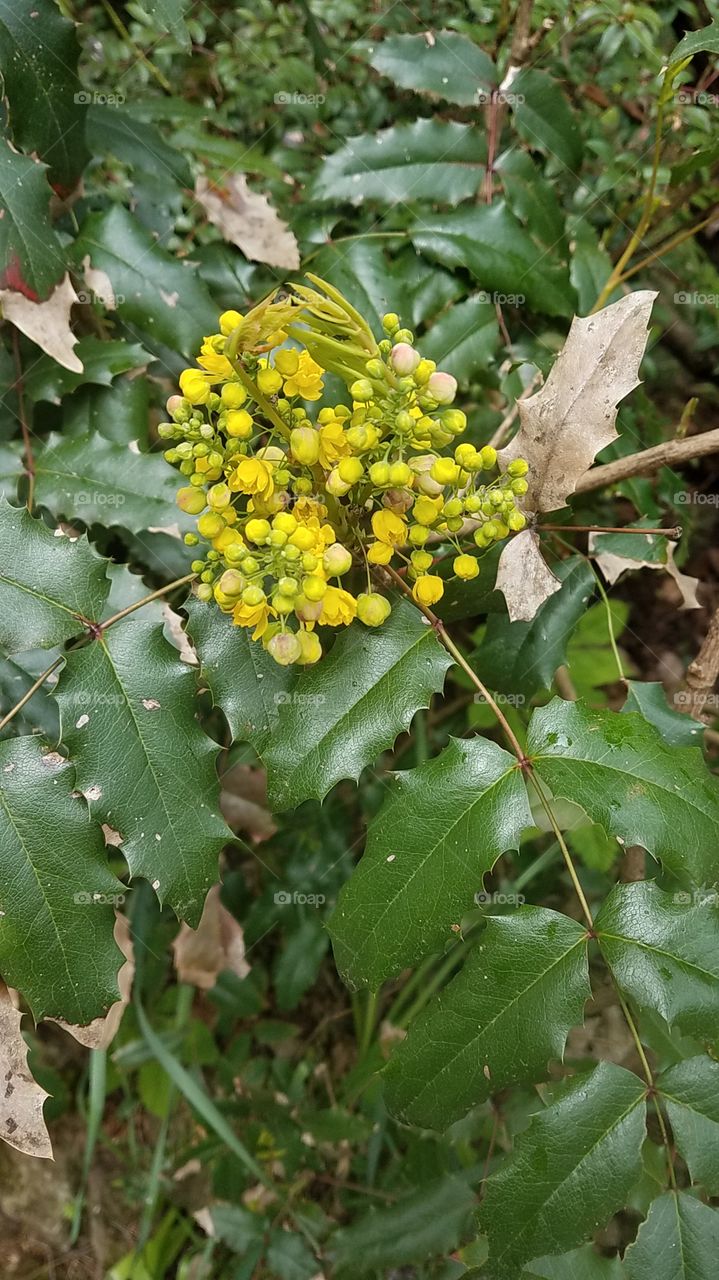 yellow cluster