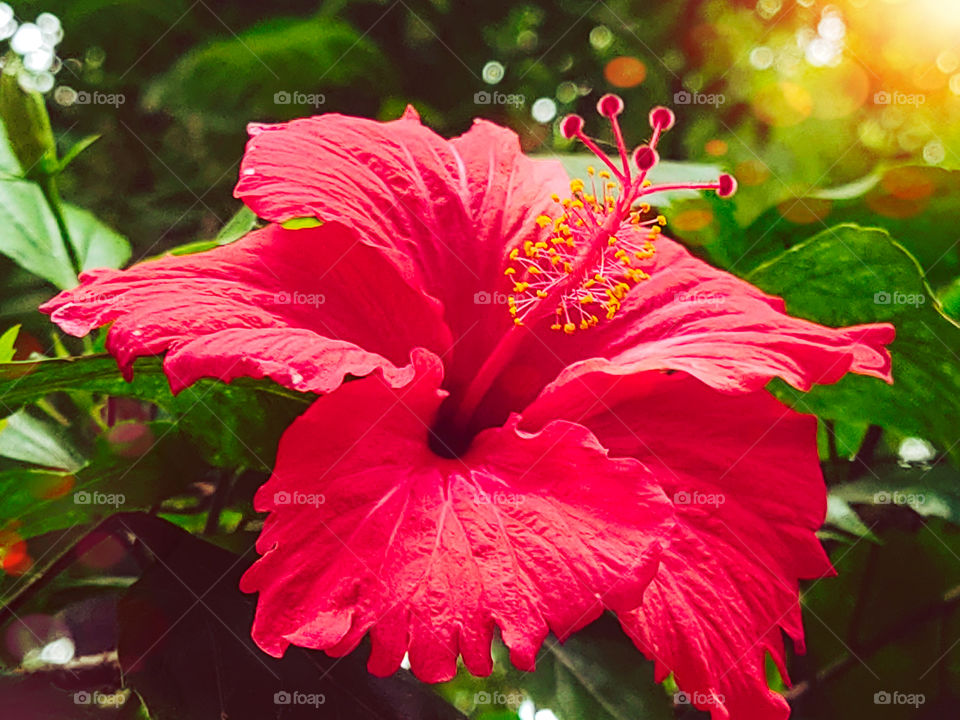 Hibiscus rosa-sinensis, known as Chinese hibiscus,China rose,Hawaiian hibiscus,rose mallow and shoeblackplant is a species of tropical hibiscus, a flowering plant in tropical and subtropical regions.beautiful flower in french tropical garden
