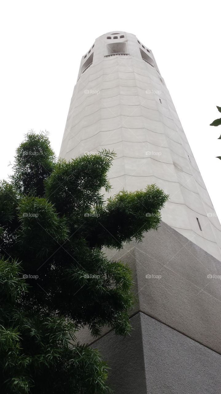 Coit tower with tree. in San Francisco