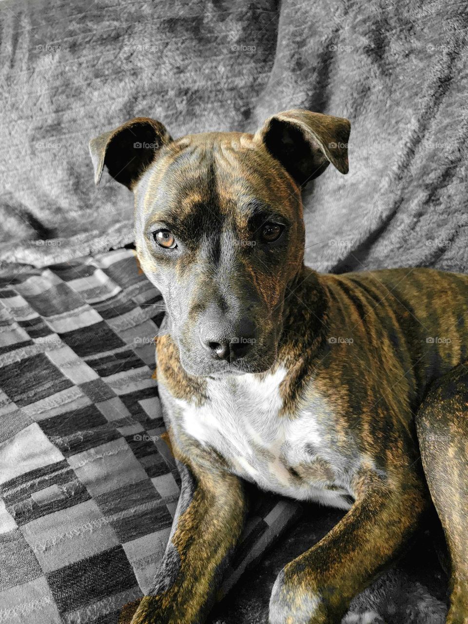 Kira the pitbull fresh and clean.