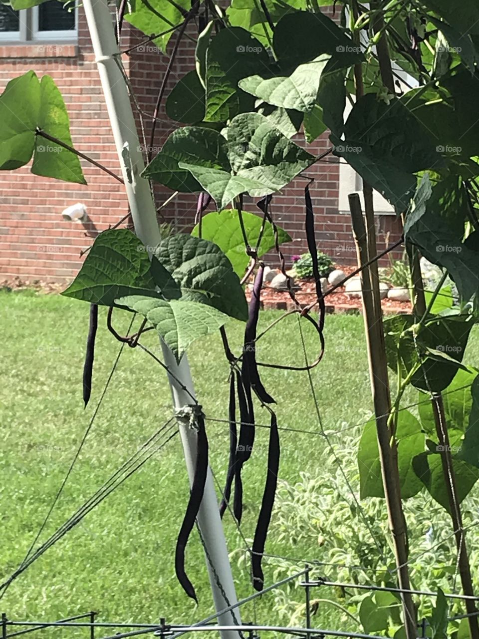 Purple pole beans on the trellis. 