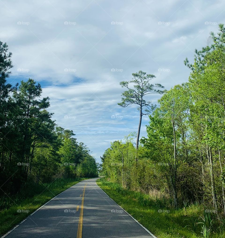 Forest road