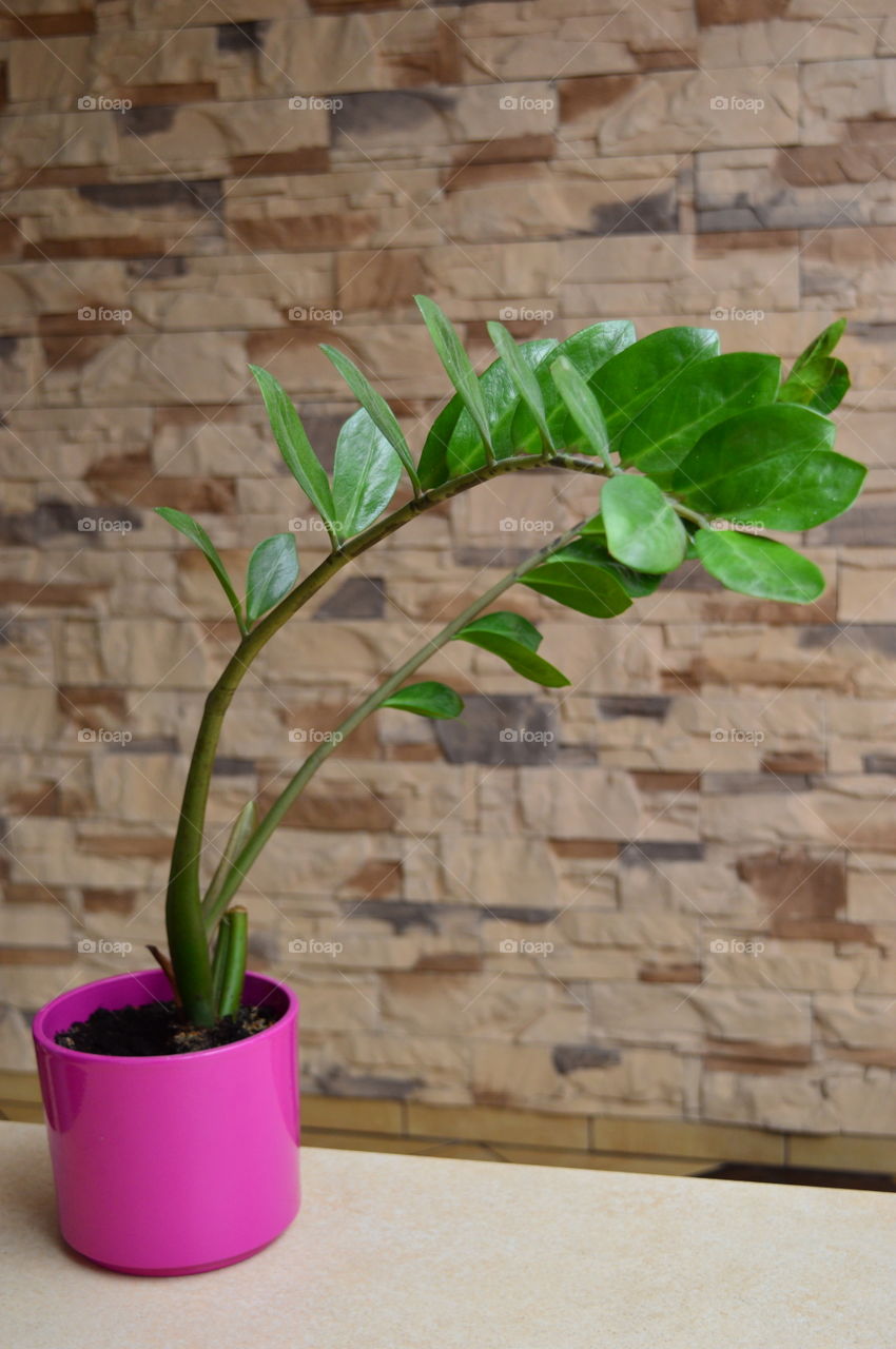 House plants in pots