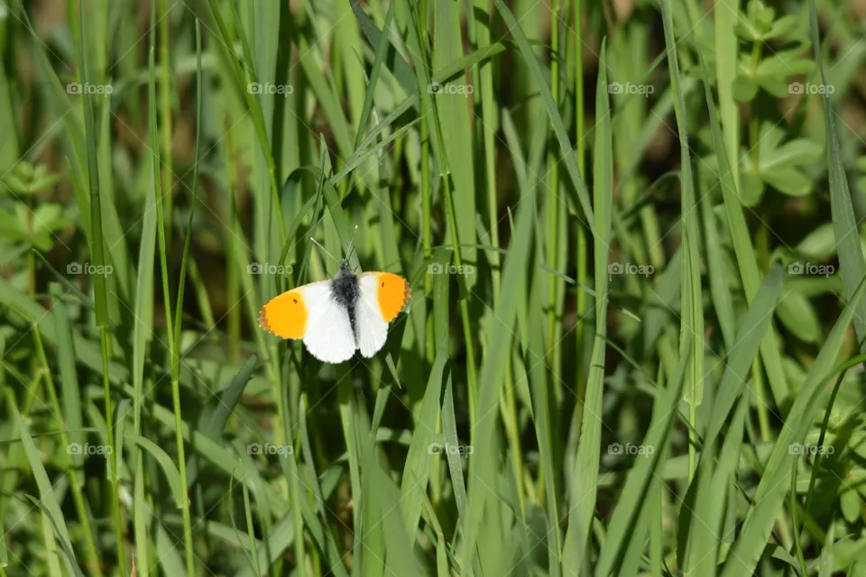 beautyful butterfly