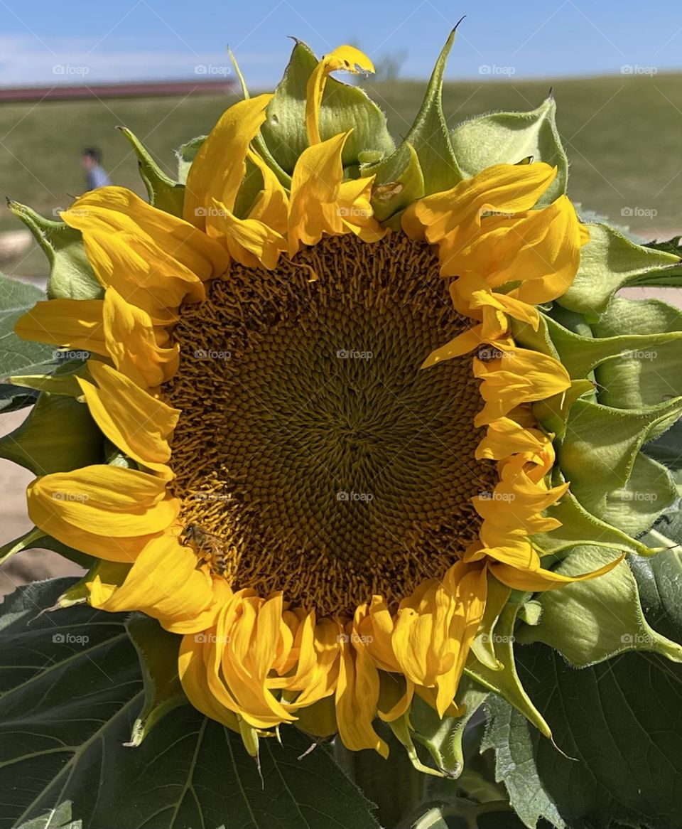 Common Sunflower 