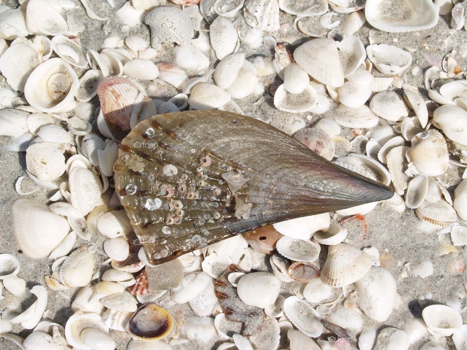 Shell On the Beach