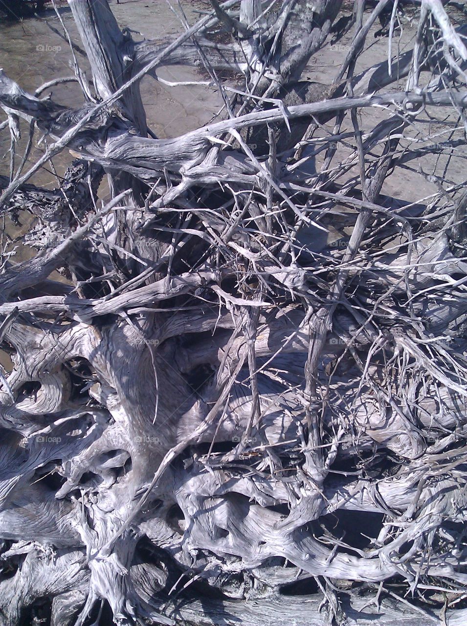 here is some driftwood  that looked really cool all twisted up on the beach