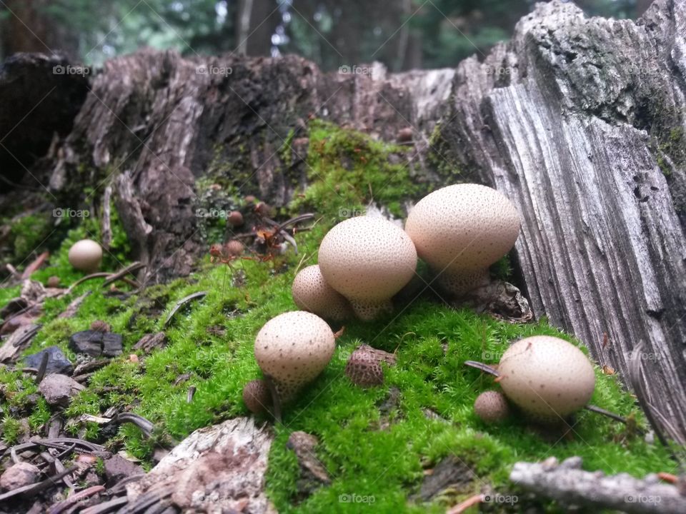 Small mushrooms popping up
