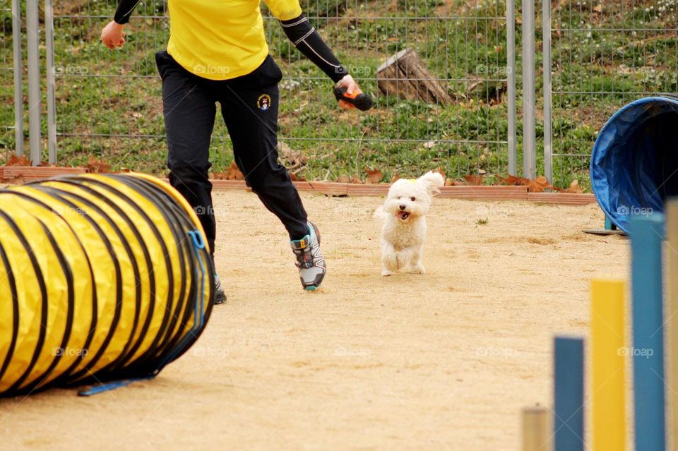 Concurso de agility