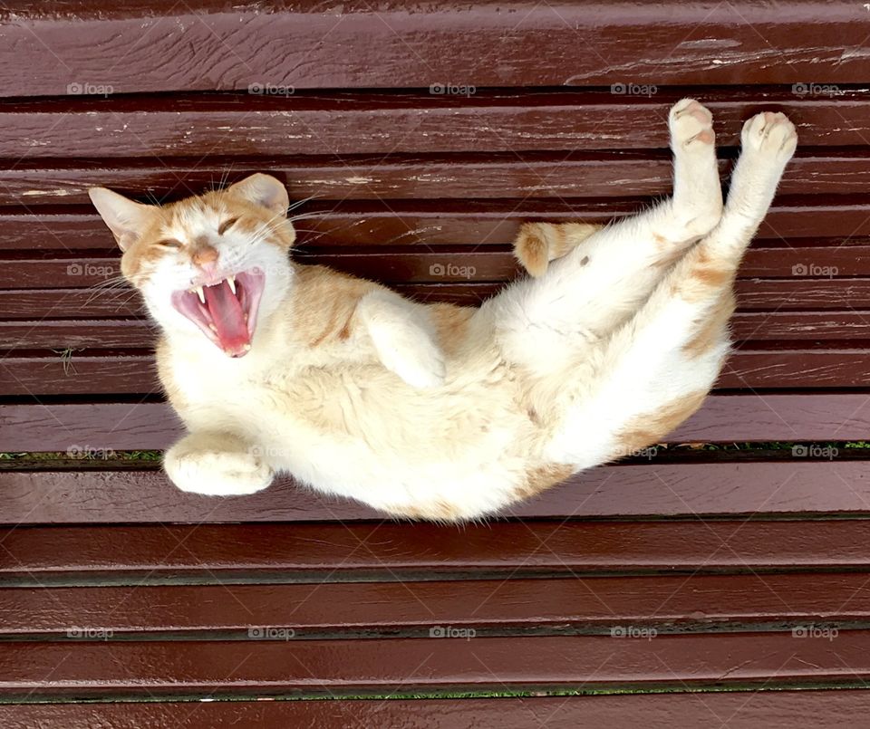 Funny cat, “tell me more jokes” cat  sitting on chair and laughing 😆 🐈