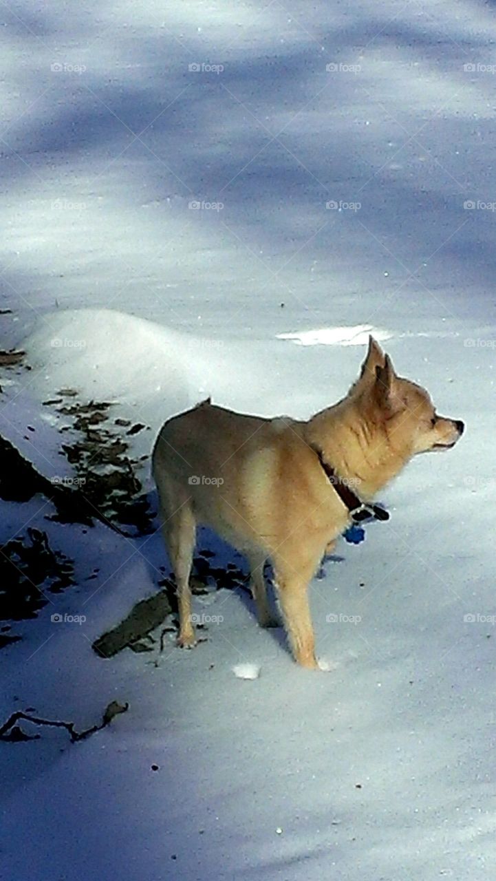 Pomchi in the Snow