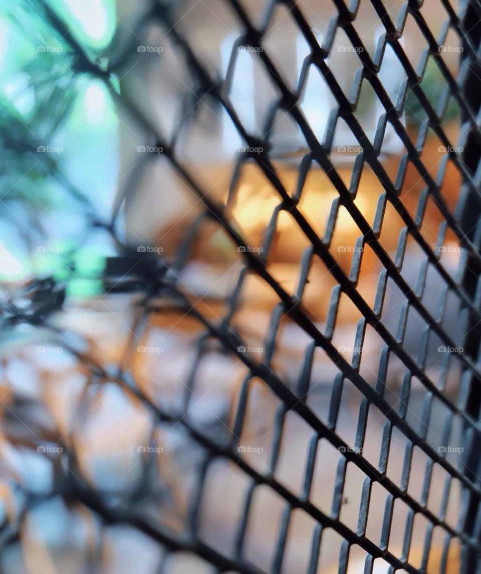 Fence, Web, No Person, Cage, Bird