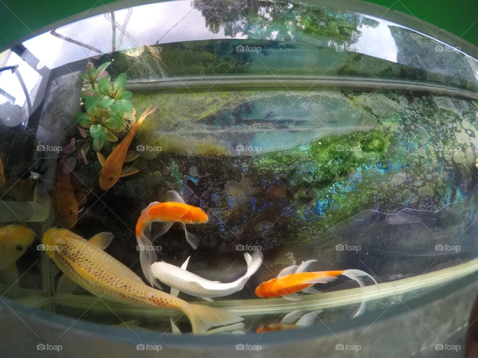 ornamental fish in the aquarium