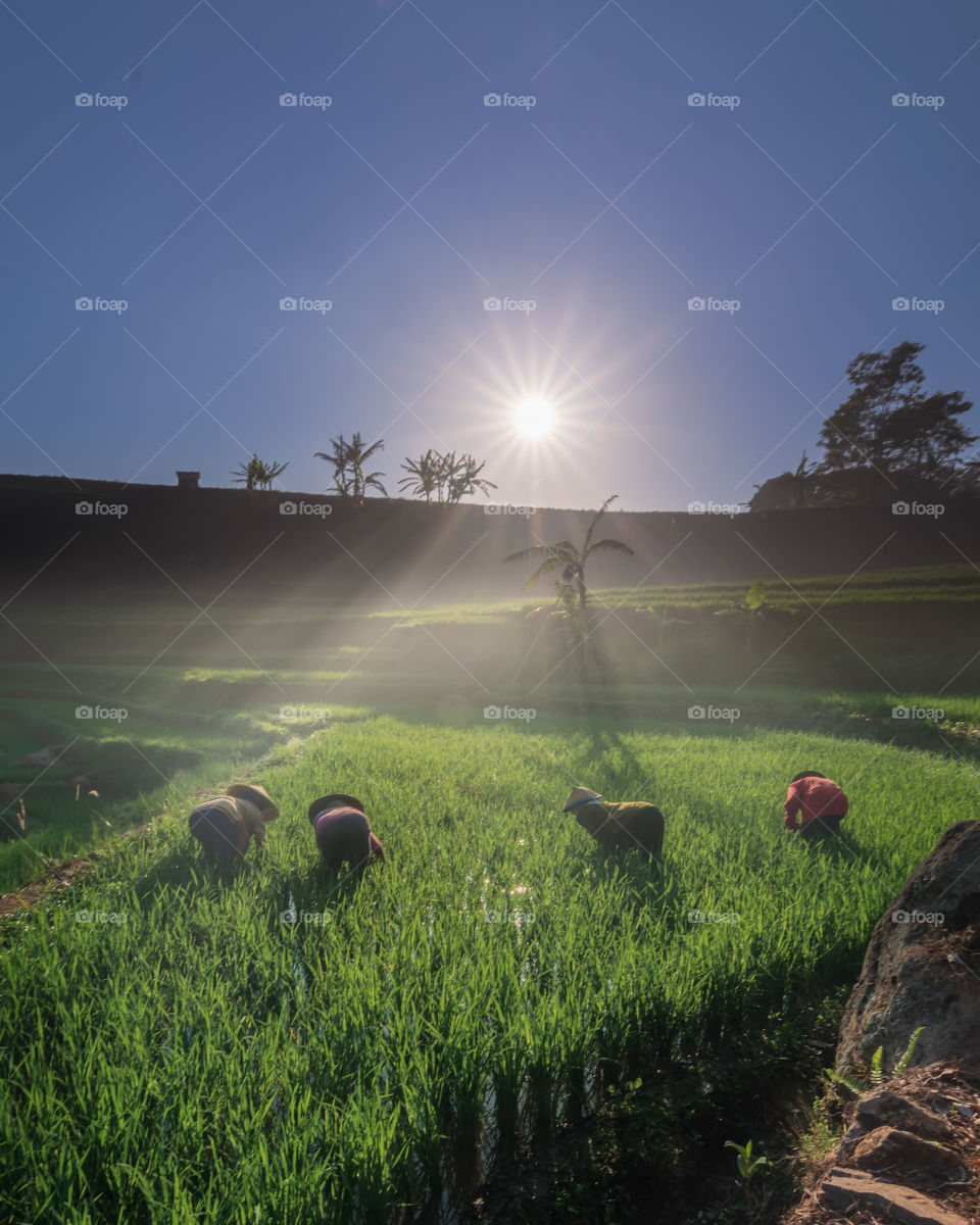 going to farm fields and see farmers activities in the morning