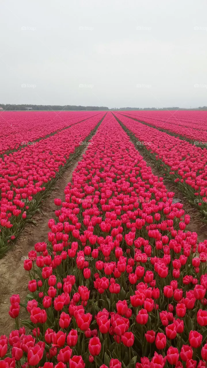 Pink tulip field . Pink tulip field in holland 