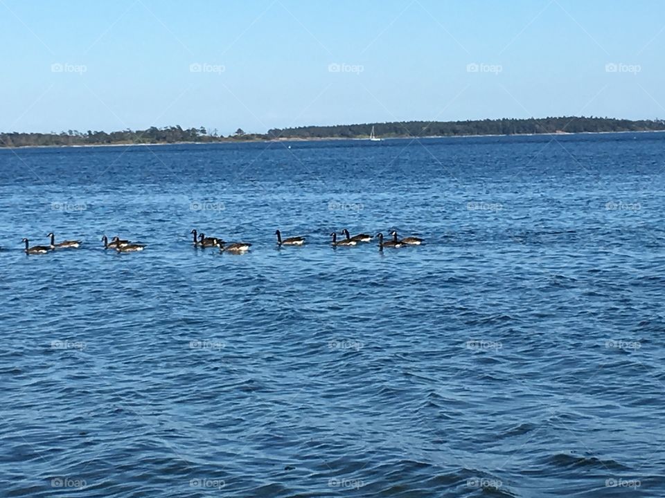 Ducks swimming