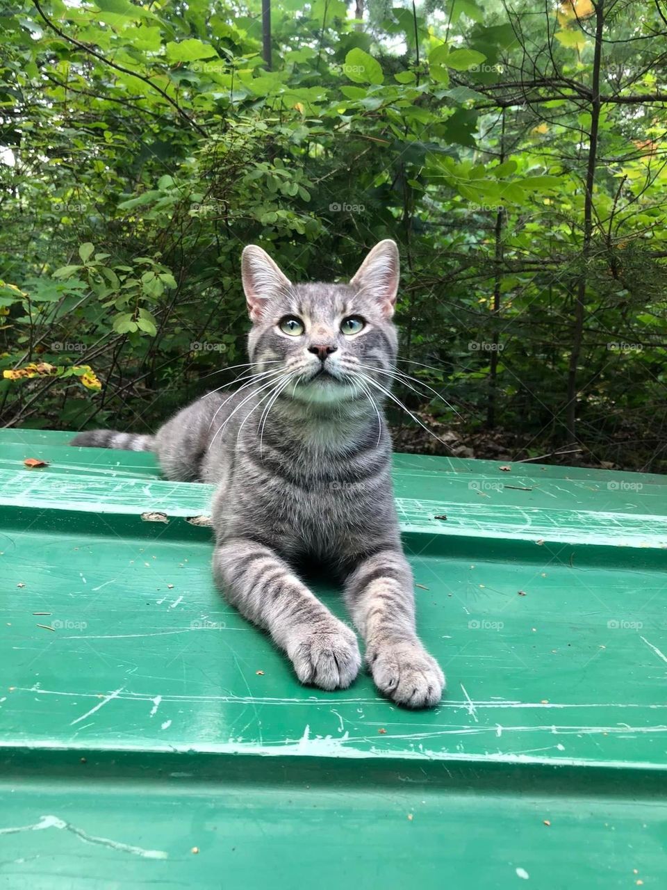 Moustache on the boat