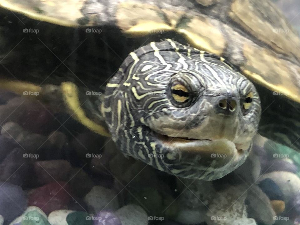 Turtle face