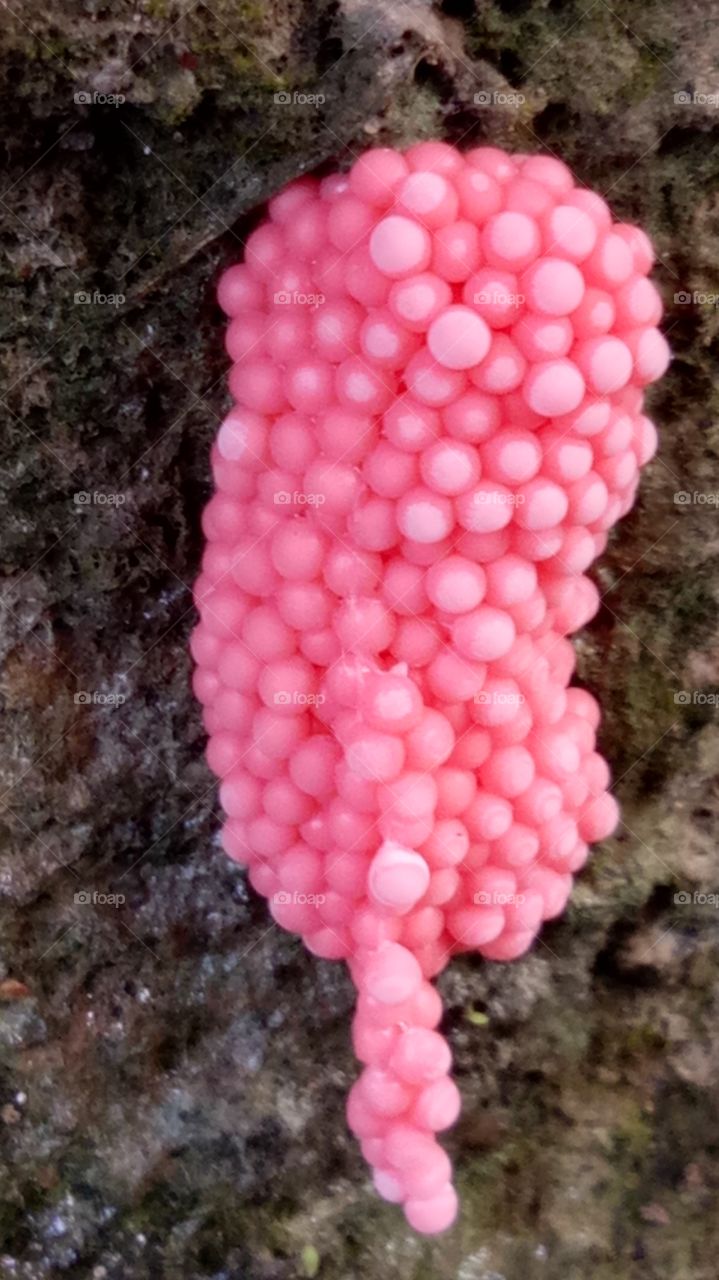 Snail eggs