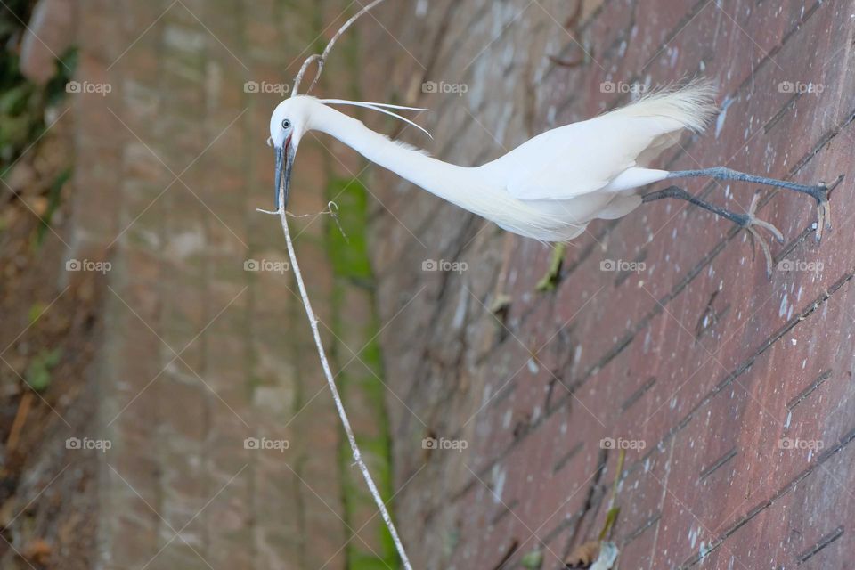 white heron bird