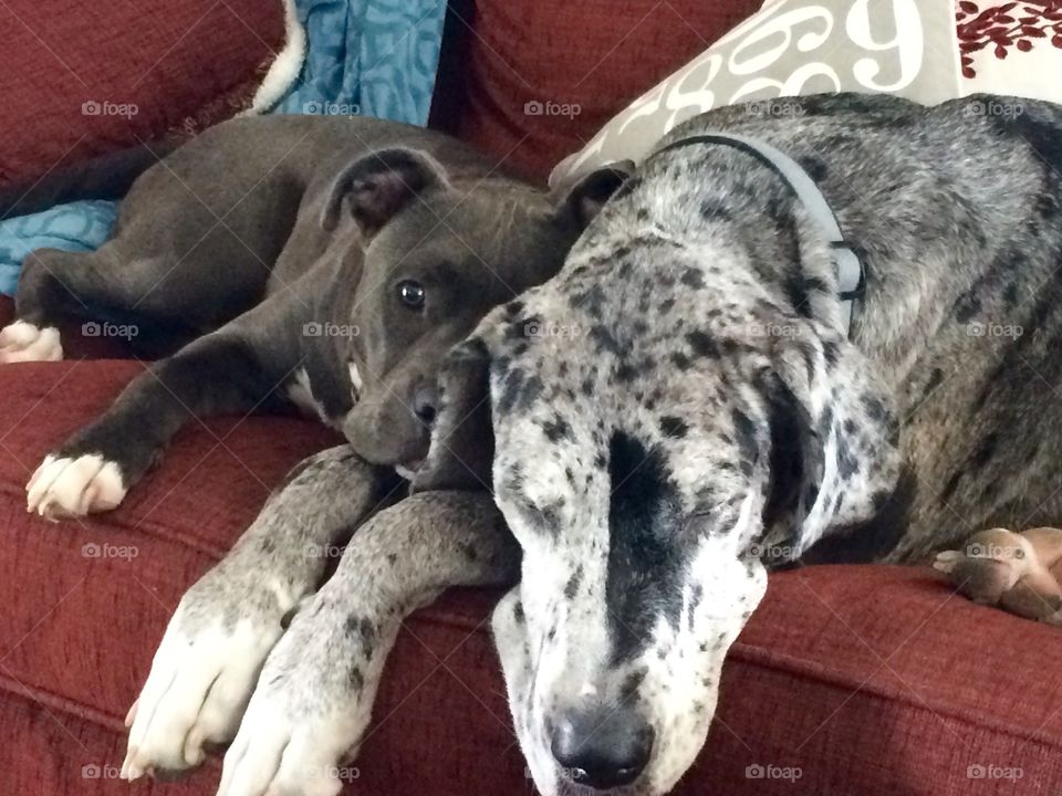 Dane and Bully napping 