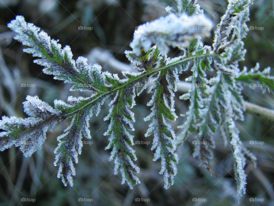 Frosted leaf