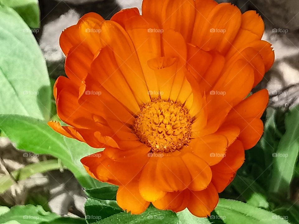 micro beauty of petals