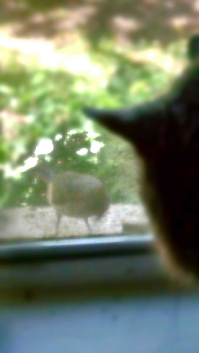 cat watching bird