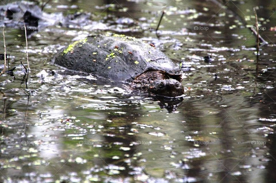 Snapping turtle
