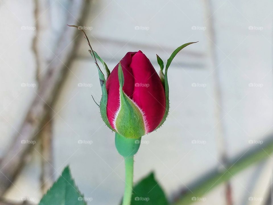 Red rose bud