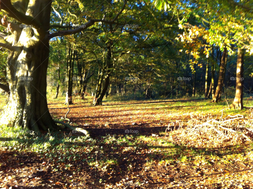 cheltenham autumn light cleeve hill by zippypitt