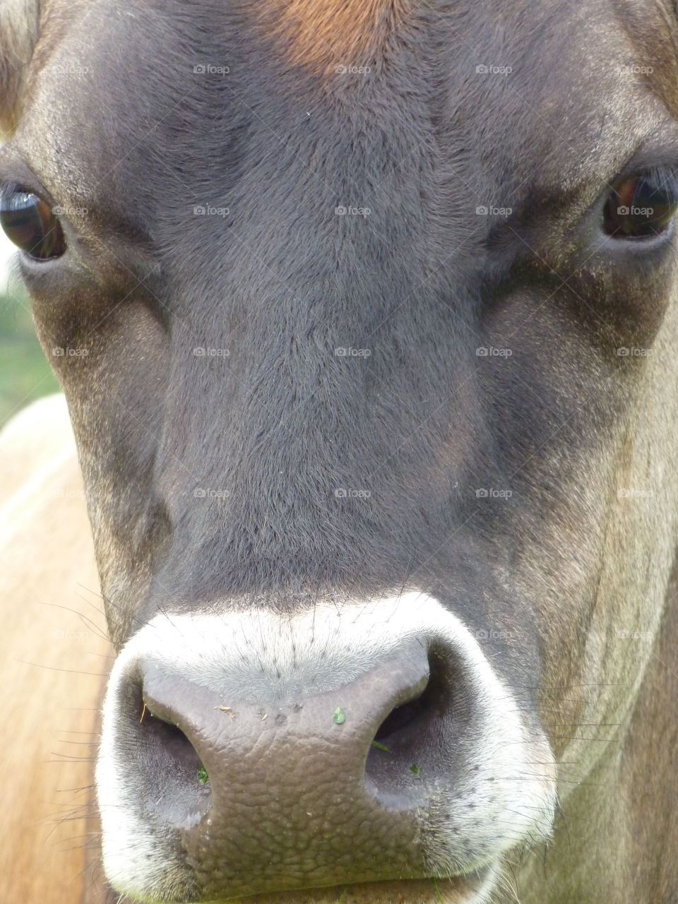 Nosey Cow