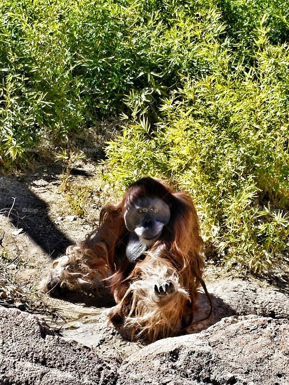 Orangutang. Albuquerque Zoo