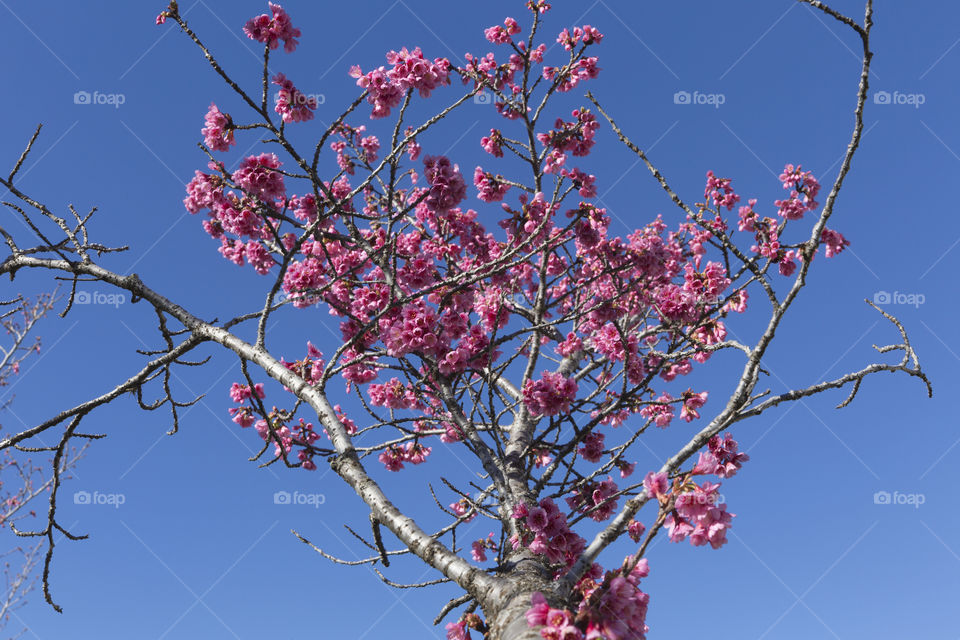 Beautiful cherry blossom on the tree blooming in the spring season.